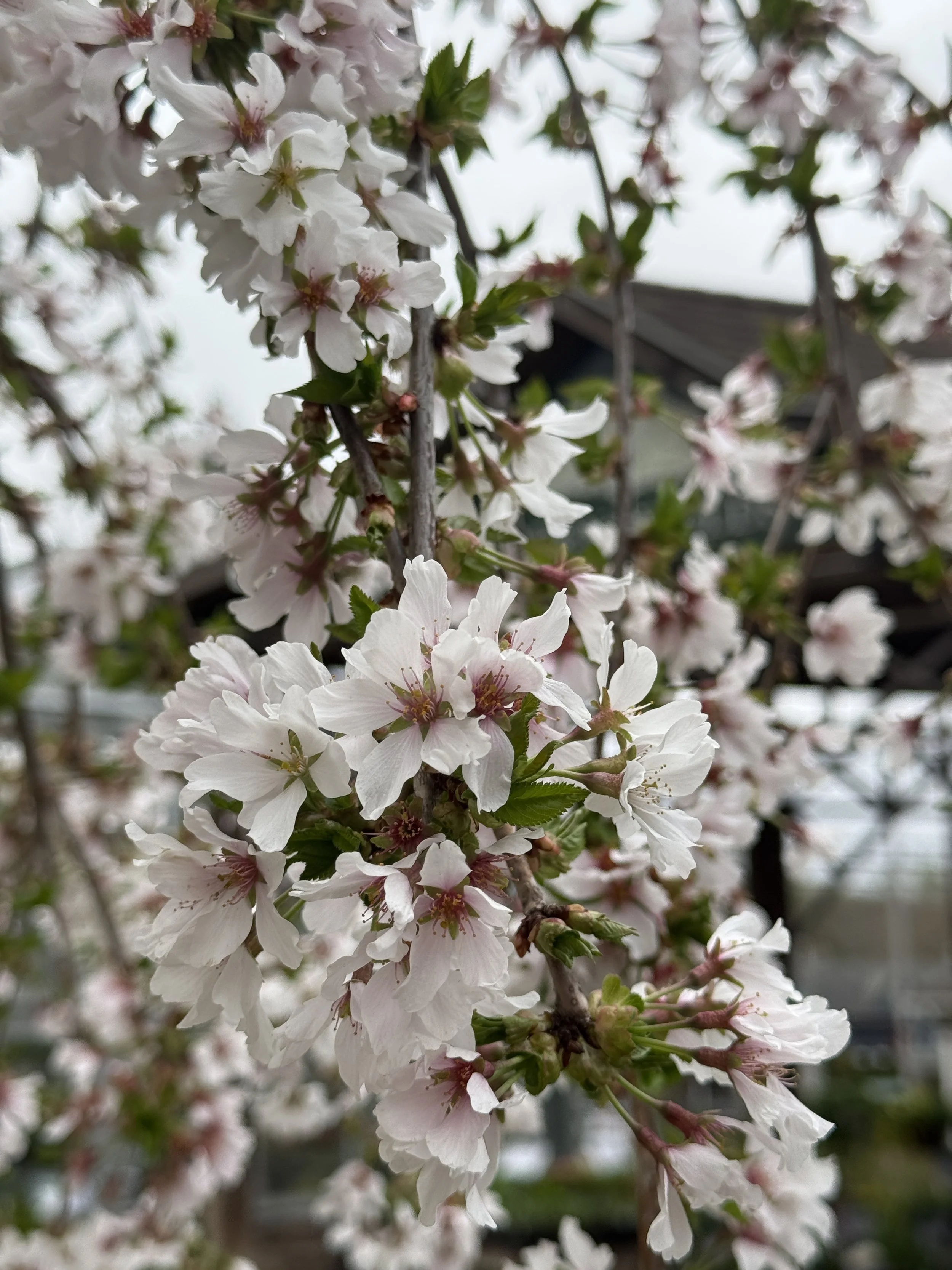 Close-up of cherry blossoms with white petals and pink centers on a tree branch.