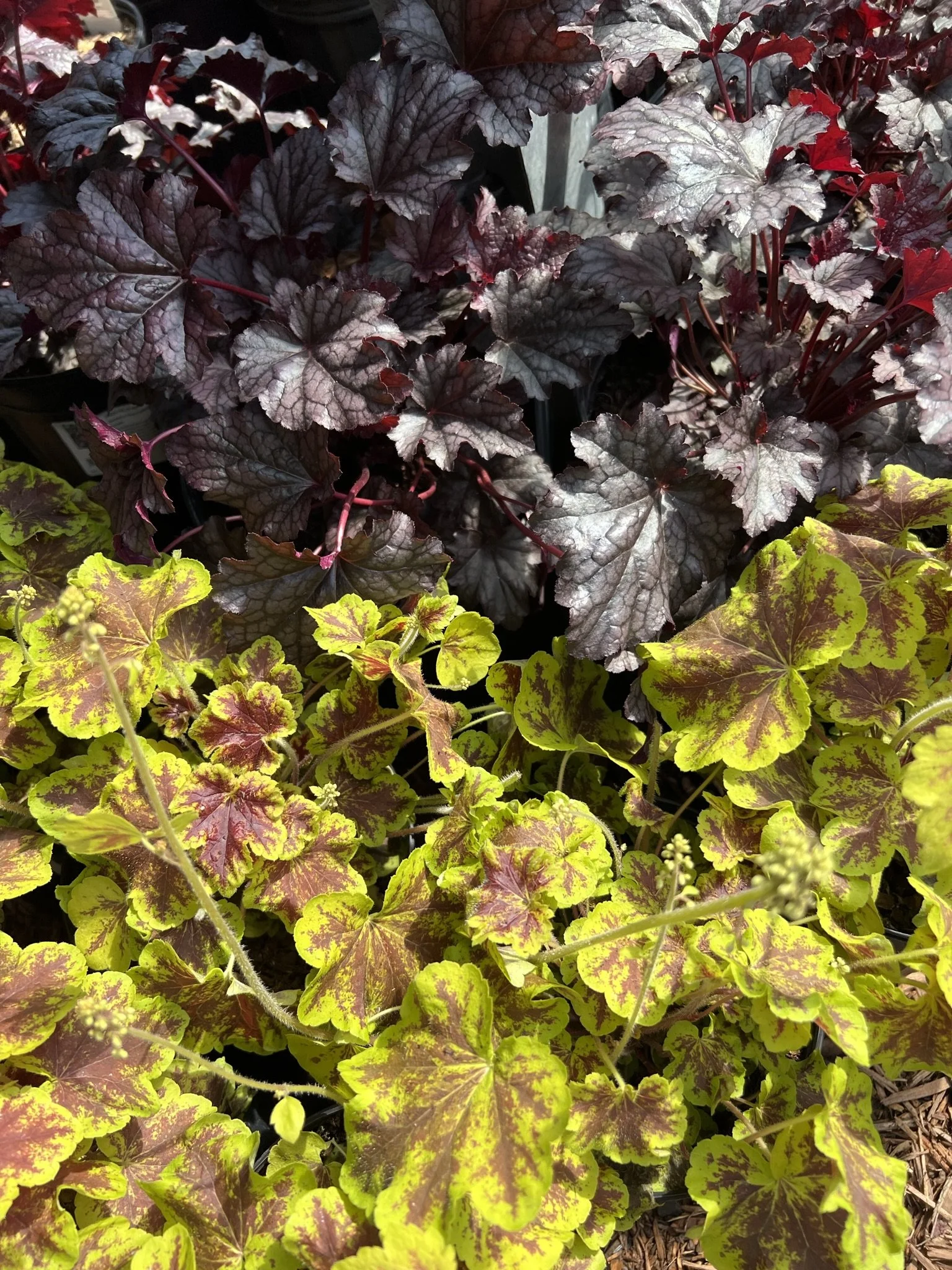 Colorful foliage of Heuchera plants with dark purple and bright green leaves.