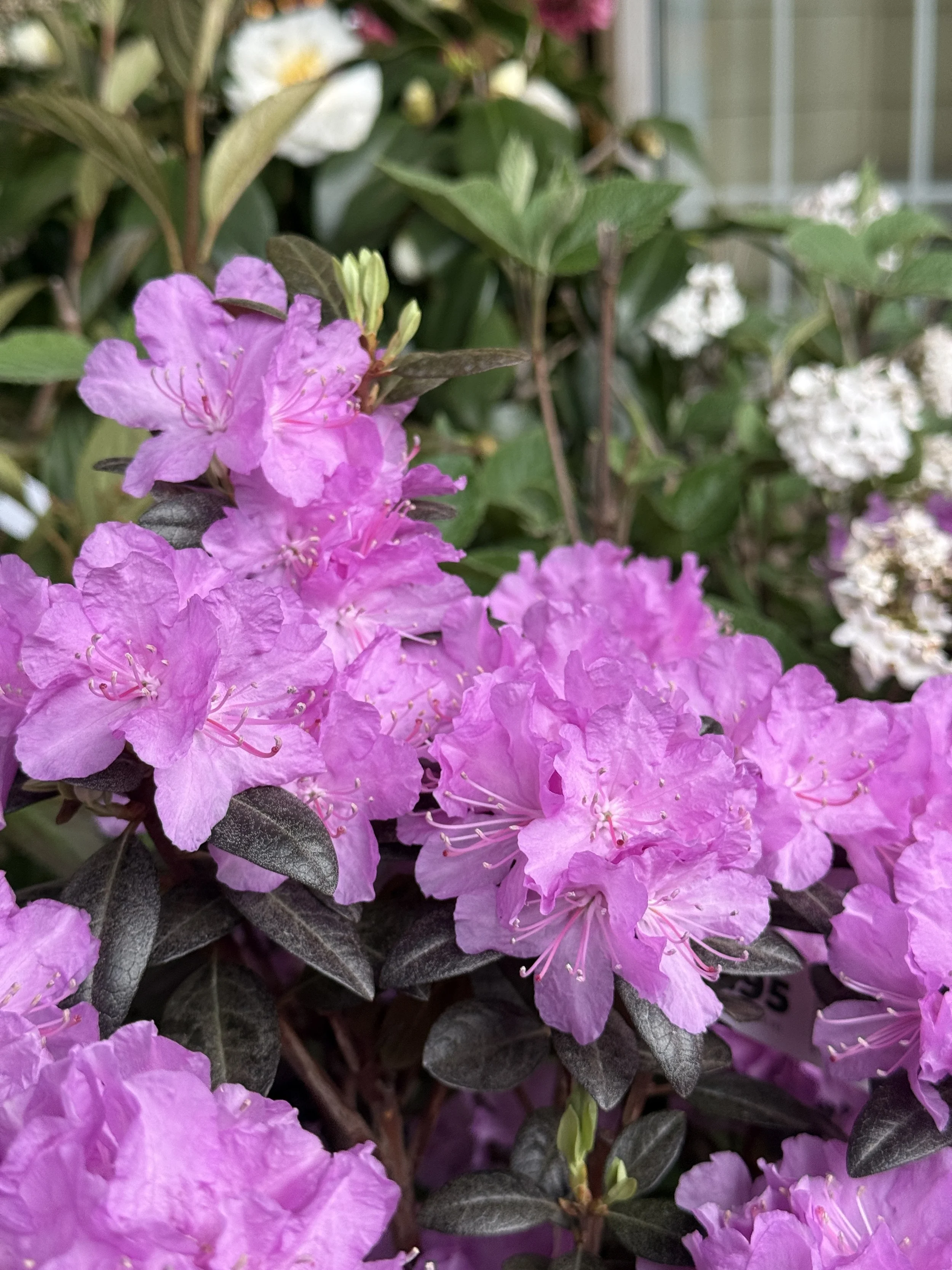 Close-up of pink azalea flowers with dark green leaves.