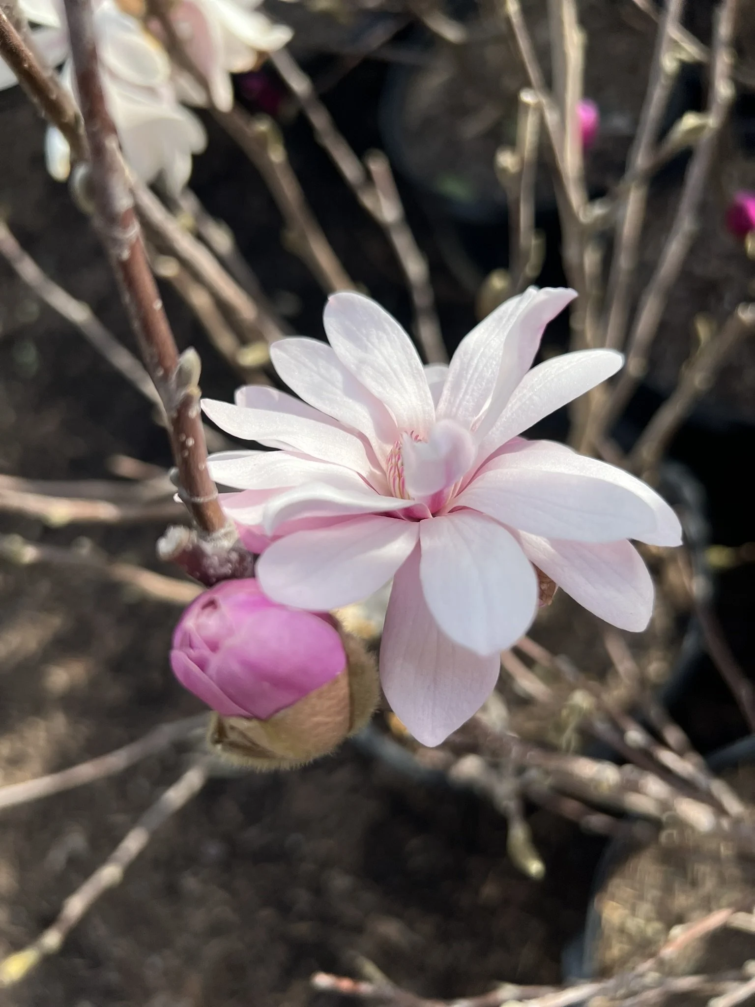 Blooming magnolia flower with a pink bud on a branch.