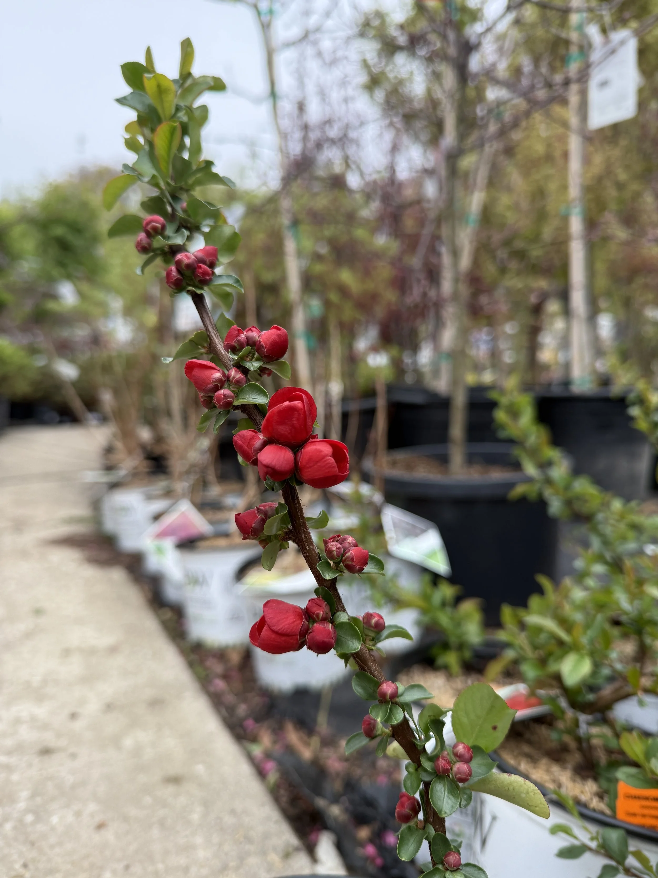 Close-up of a flowering plant with red buds and small green leaves, growing in a nursery with black pots and other plants in the background.