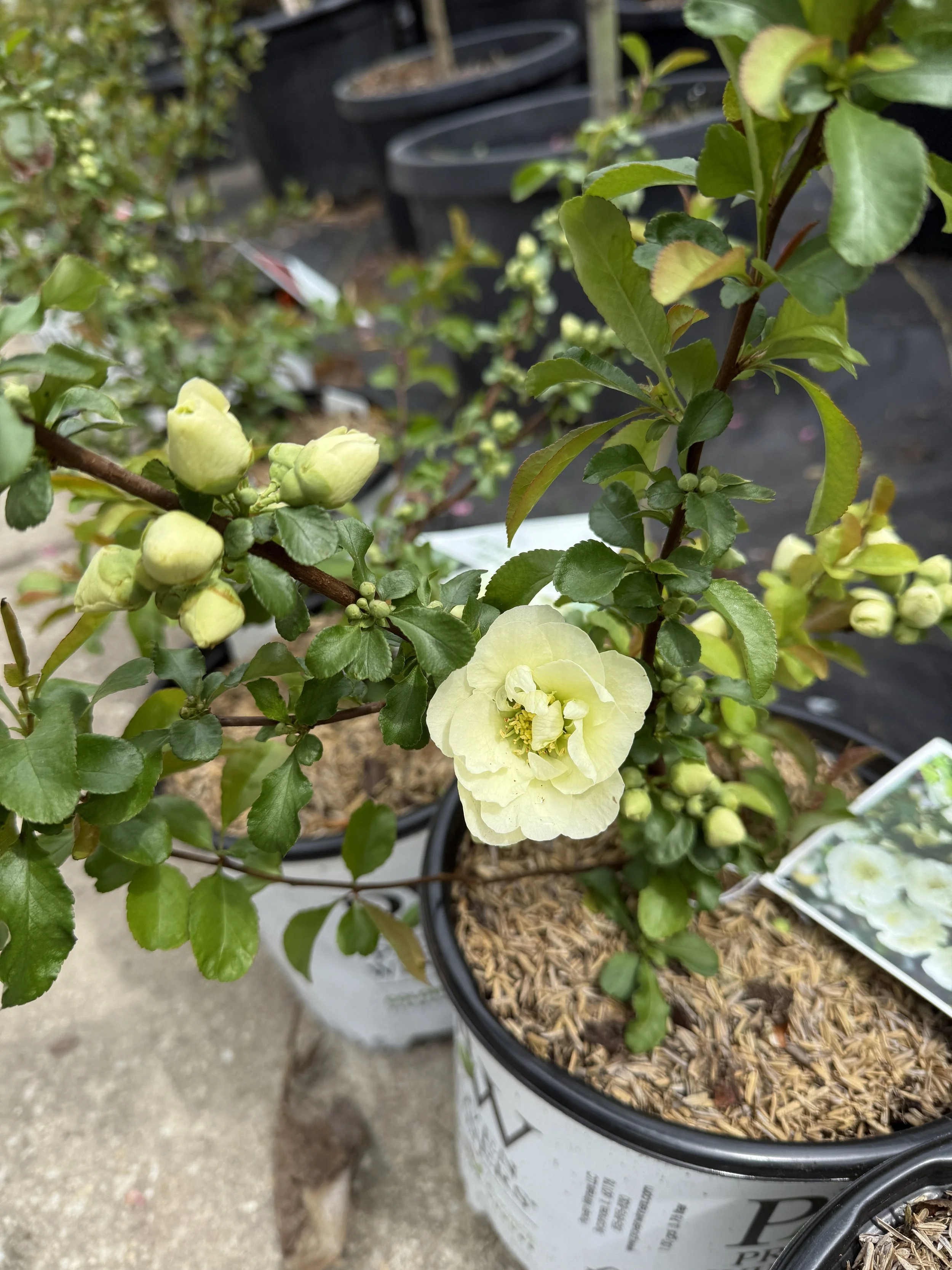 A potted flowering plant with light yellow-green blooms and dark green leaves on a concrete surface at a garden center.