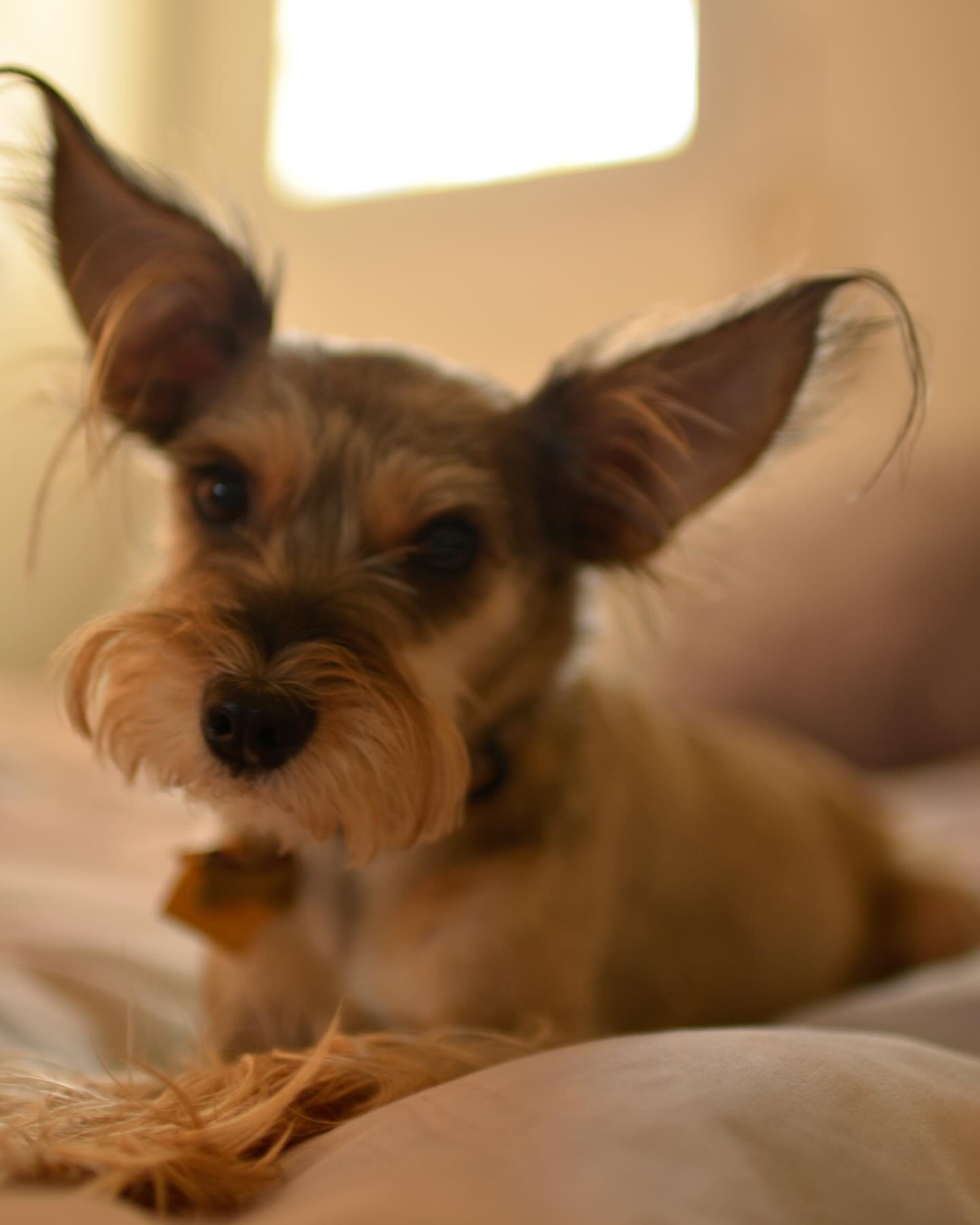 Moo&rsquo;s sister, our beloved Sasha crossed the rainbow bridge yesterday 😓 goodbye my sweet little sashy &hearts;️ moo and I will miss you ✨
&bull;
Hold your pups extra close to your heart today &hearts;️