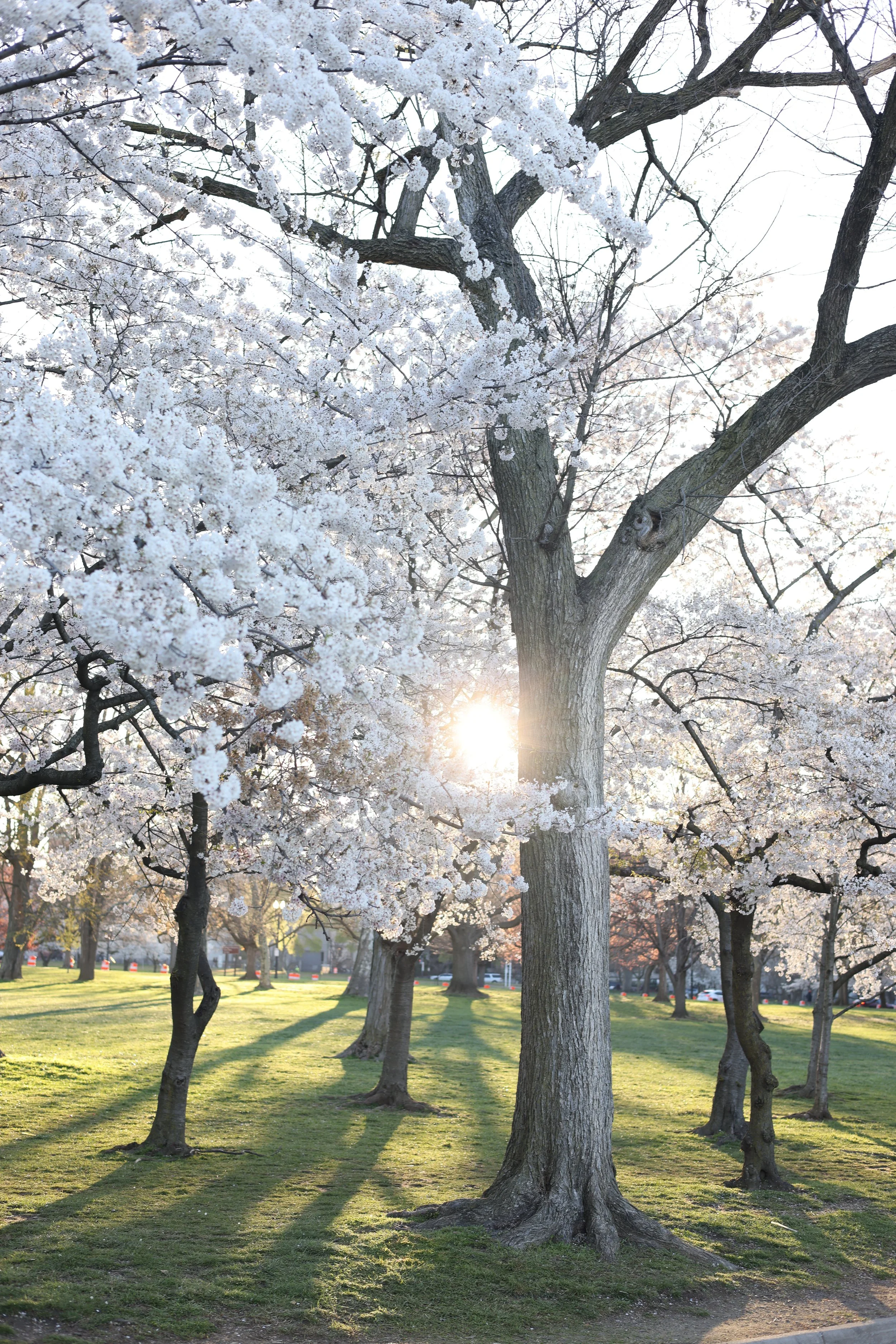 Washington DC Maternity Photos | Cherry Blossoms | Tidal Basin