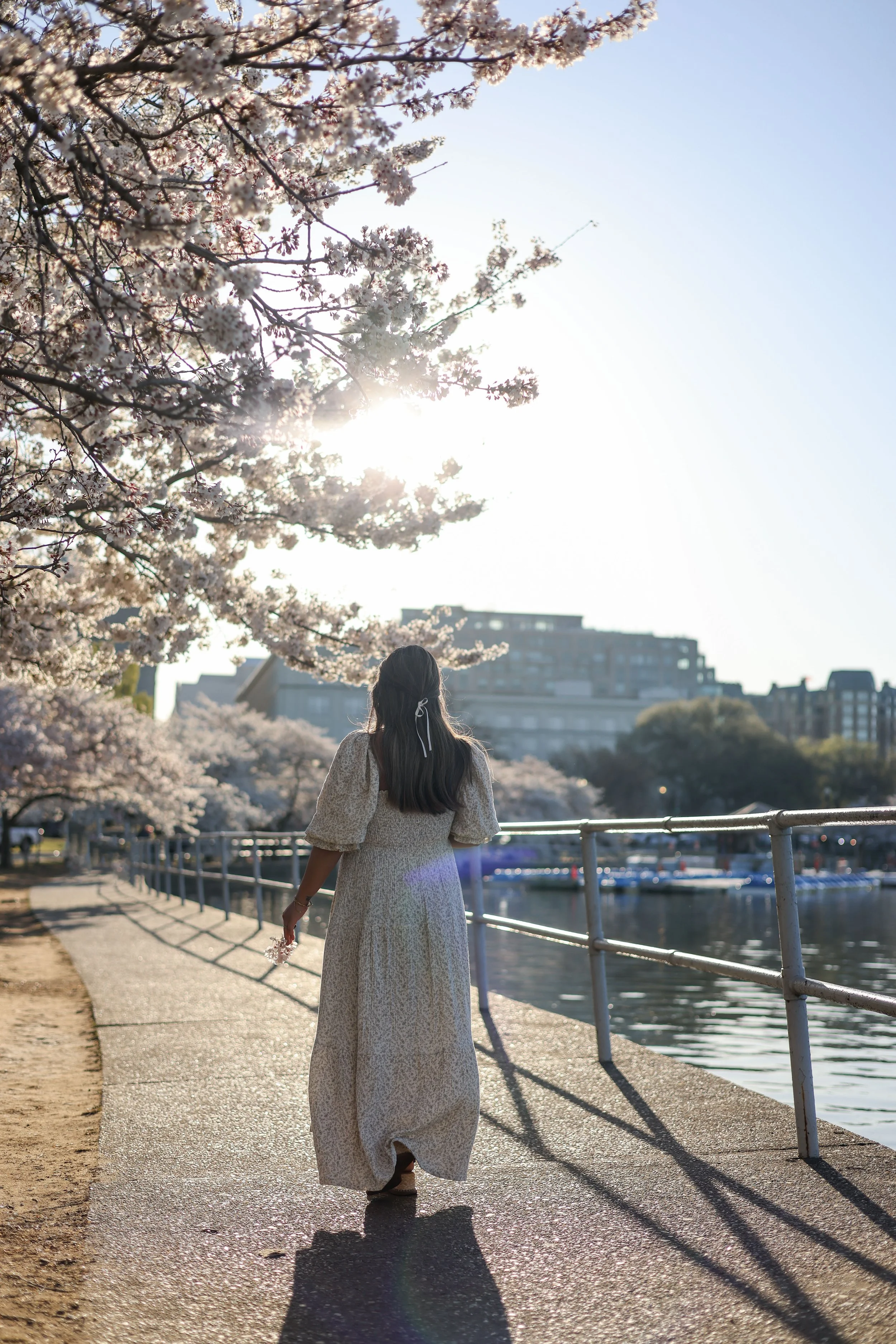 Washington DC Maternity Photos | Cherry Blossoms | Tidal Basin
