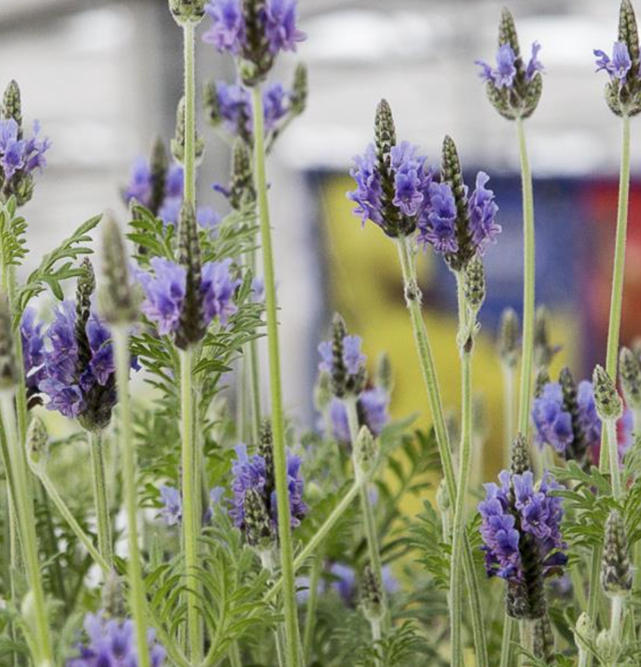 Blue Torch' Fern-Leaf Lavender, 4 inch pot  Helmstead Farm