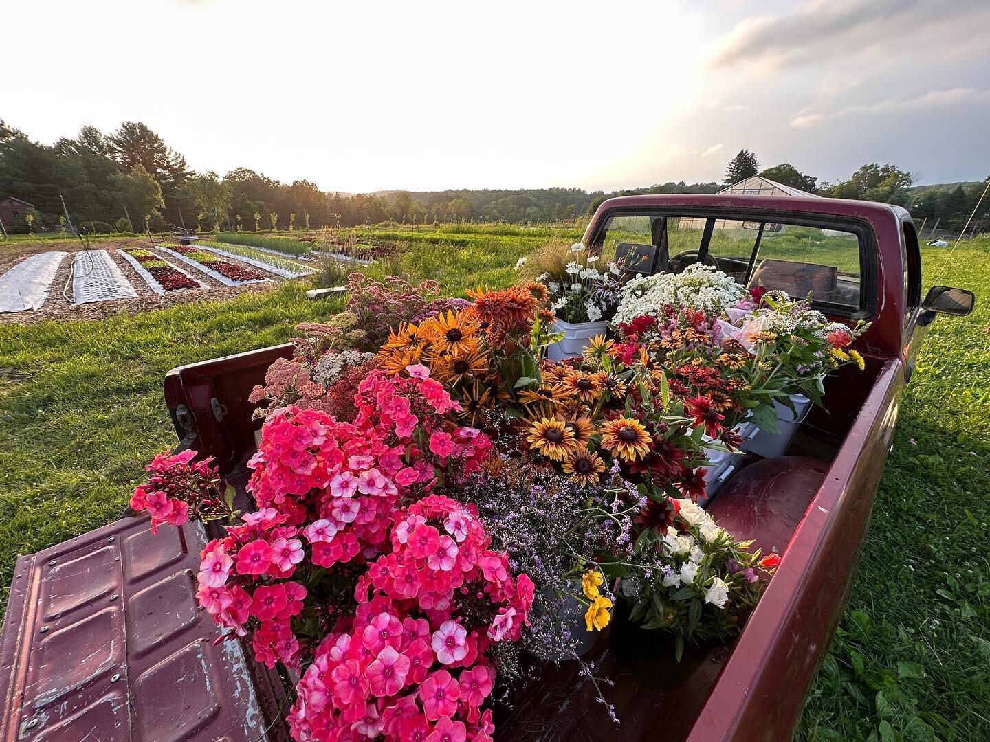 Evening harvest before the rain &hellip;.. Get these babies tomorrow @litchfieldhillsfarmfreshmarket &hellip;.
We are taking requests for pop ups! DM us here or email rachel@helmsteadfarm.com
See you Saturday #grownnotflown #localflowers