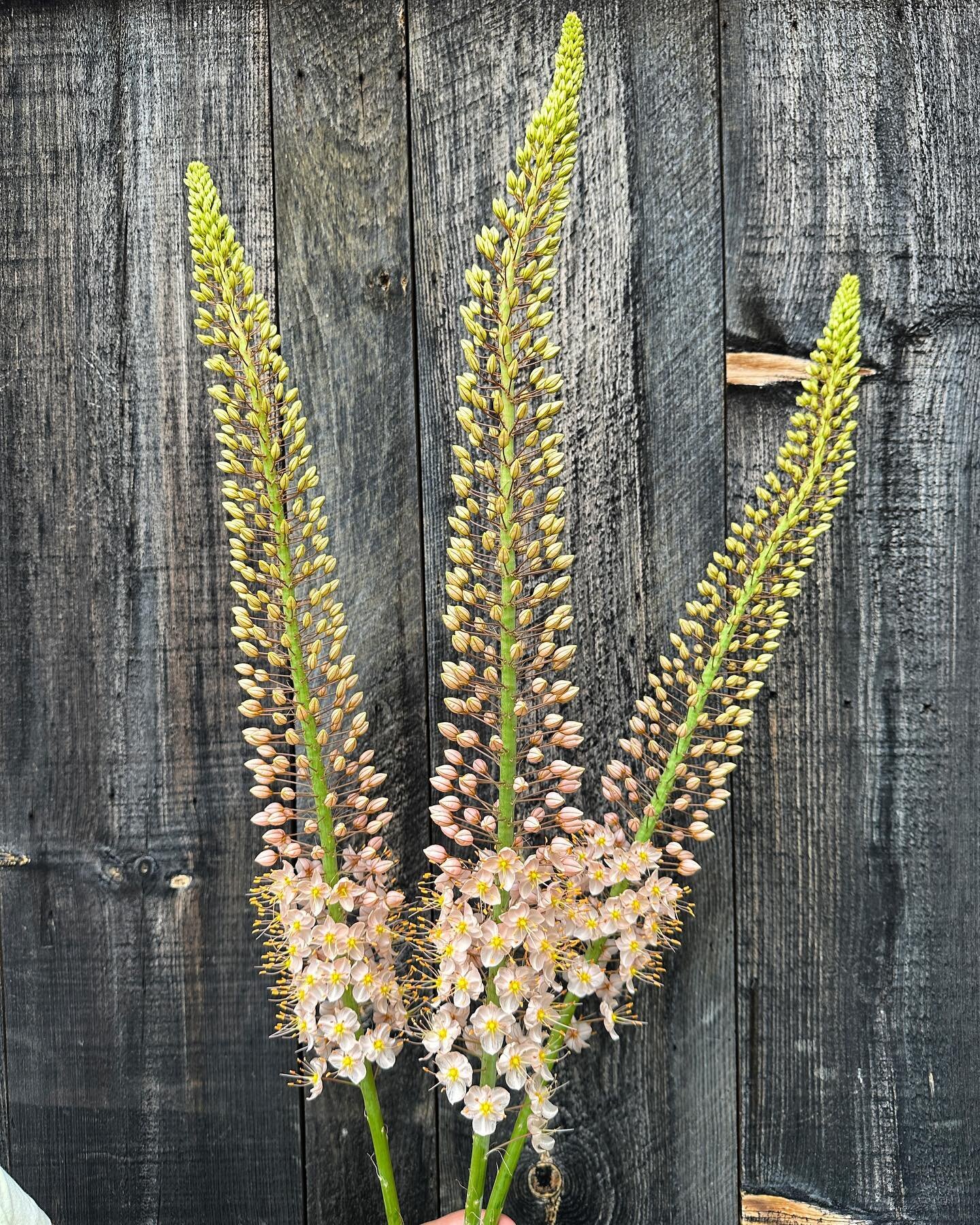 TODAY! Come get these Foxtail Lilies this week only @litchfieldhillsfarmfreshmarket - 10a-1p in the Center School Parking Lot in Litchfield.