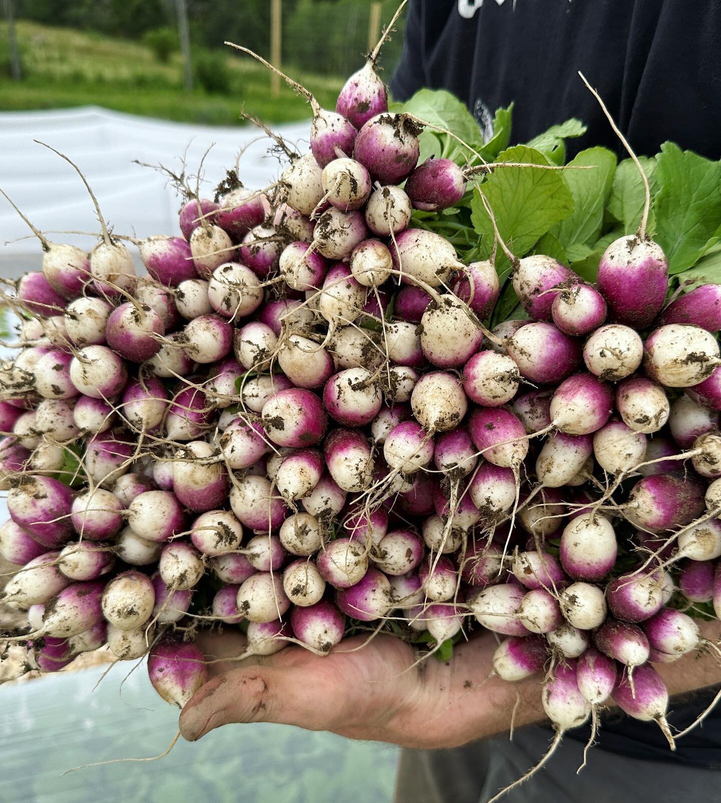 TOMORROW : we are back at the @litchfieldhillsfarmfreshmarket from 10-1 in the Center school parking lot. 
We will have first cuts of tender baby arugula, these gorgeous radishes, cut greens and bunches of Veronica, phlox and columbine. 
See you ther