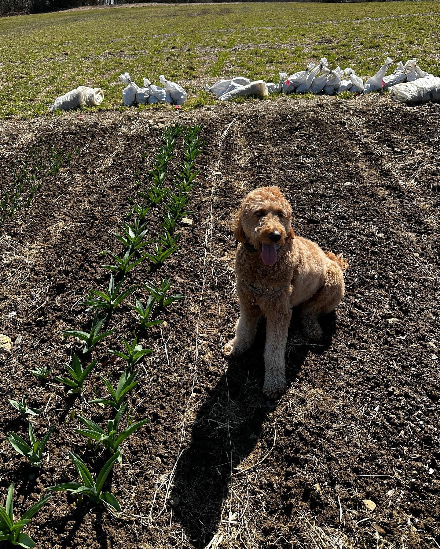Olive checking on the fall-planted allium, interplanted with daffodils. 

She approves, and offers to help me mulch them ASAP &hellip;&hellip; 
#perennials #bulbs #allium #spring #springbulbs #growhappy #localflowers #plantperennials #weedcontrol #or