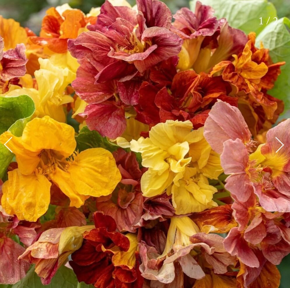 A sampler of some of the seedlings we&rsquo;re offering this year&hellip; 
1) &ldquo;Vintage&rdquo; Frilly Nasturtium 📷 by select seeds
2) Sungold Cherry Tomatoes
3) Edamame - grown your own !!
4) Borage (edible flower and bee magnet)
5) &ldquo;Blue