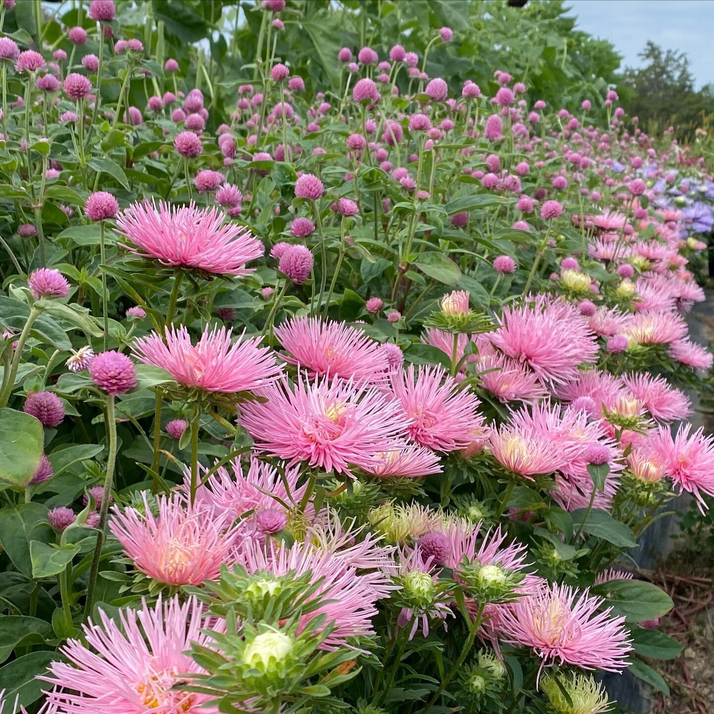 Feeling ✨ celestial ✨ today 🪐&hellip; not too long now til we&rsquo;re seeing our starburst flower friends again ! 

#callistephus #asters #asteroid #caryopteris #flowerfarmer #diyflowers #grownnotflown #ctflowers #newmilford #washingtondepot #litch