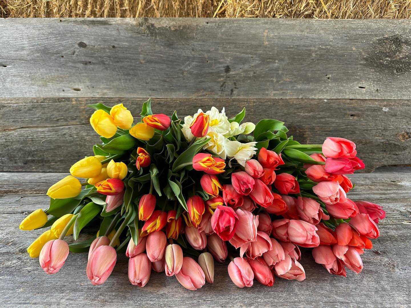 Attention wholesale buyers: Connect with us on @rooted_farmers !
Foliage, single tulips, and potted herbs, with more to come &hellip;
#localflowers #ctgrown #ctflowers #litchfieldcounty #newmilford #washingtondepot