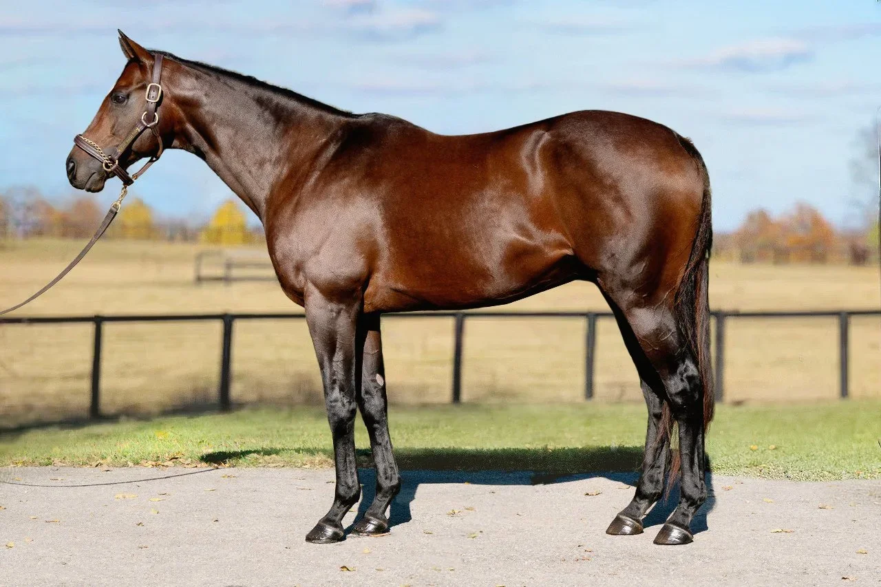 Smooth Like Strait Moves To California's Eclipse Thoroughbred Farm For 2026