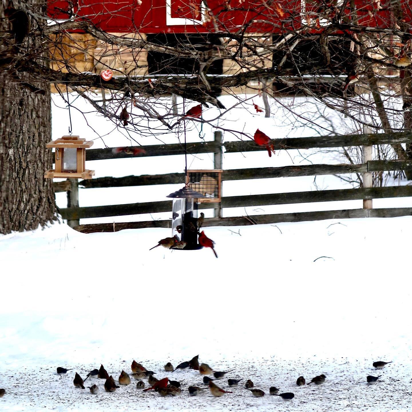 &ldquo;Love Birds&rdquo; at the farm today - Cardinals, Juncos, Blue Jays, Chickadees, Woodpeckers...