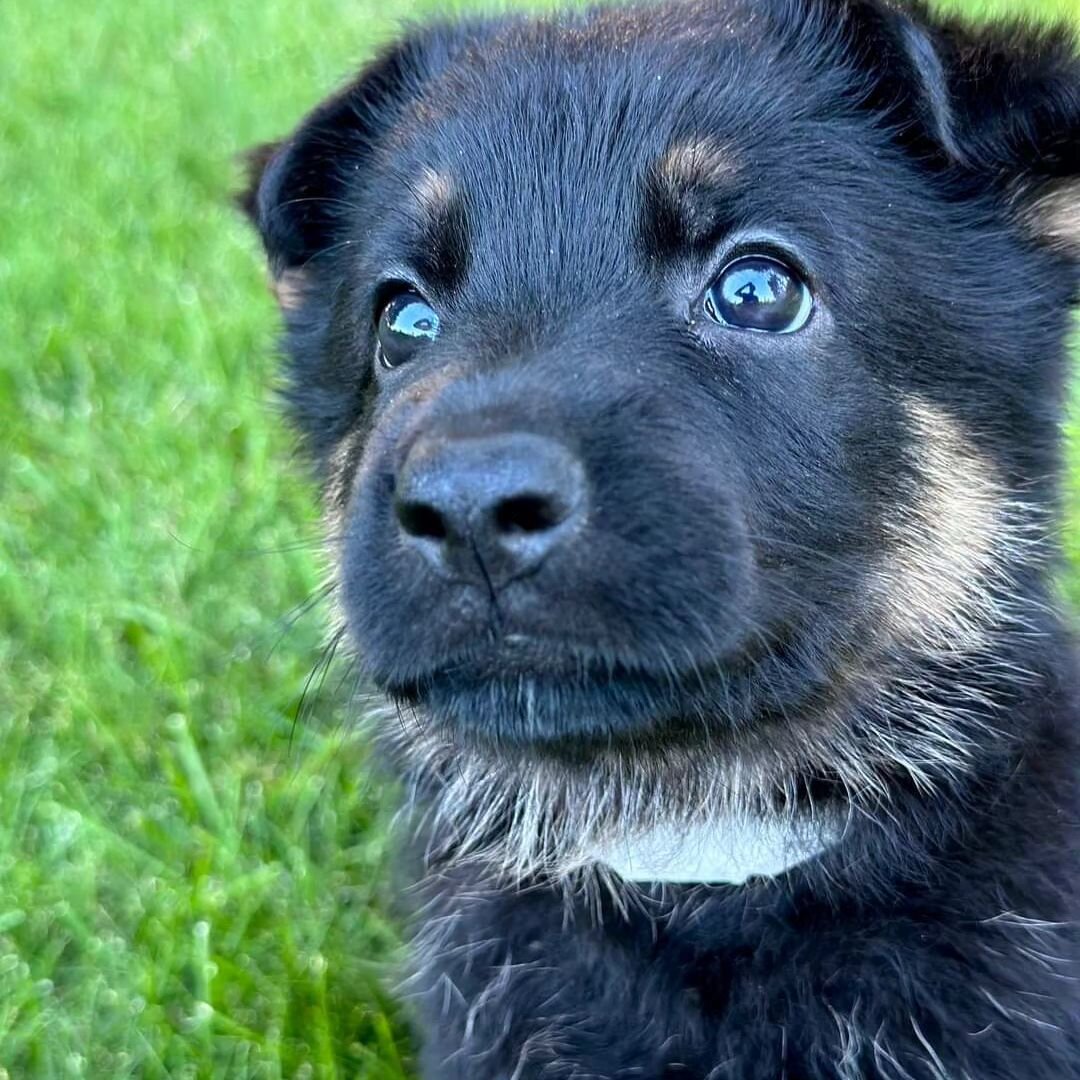 She's home. 🖤 Meet Sascha, our 8wk old German Shepherd puppy. #gsdpuppy #gsdlove #gsdfamily