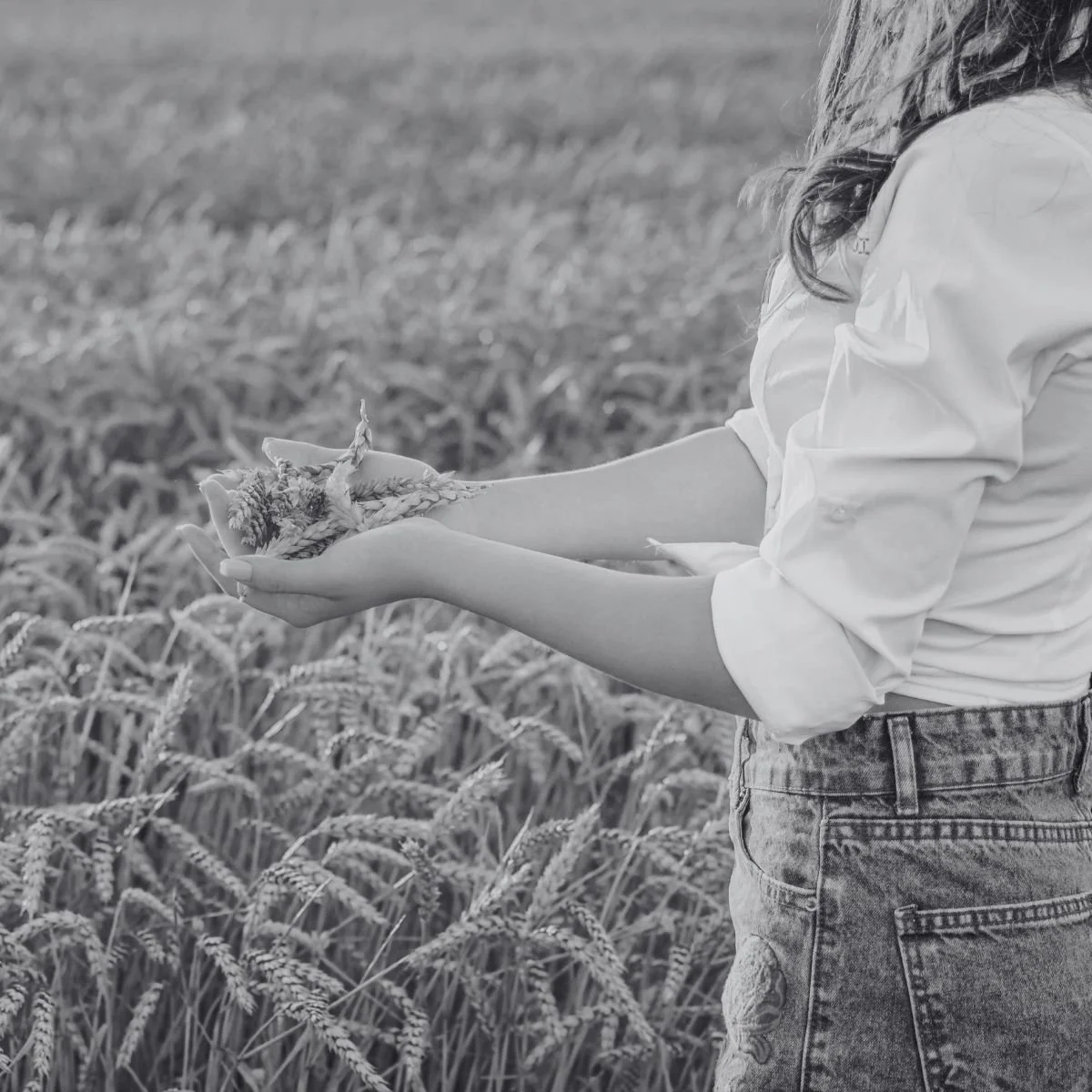 Close-up of a woman's hands holding a small bundle of harvested wheat while standing in a wheat field.