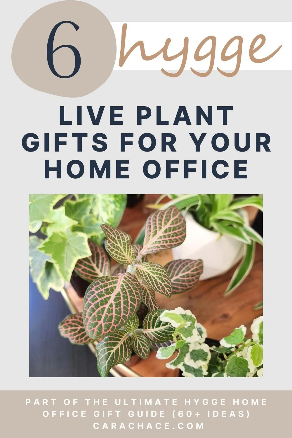 Collection of live houseplants including pothos and fittonia for a hygge home office
