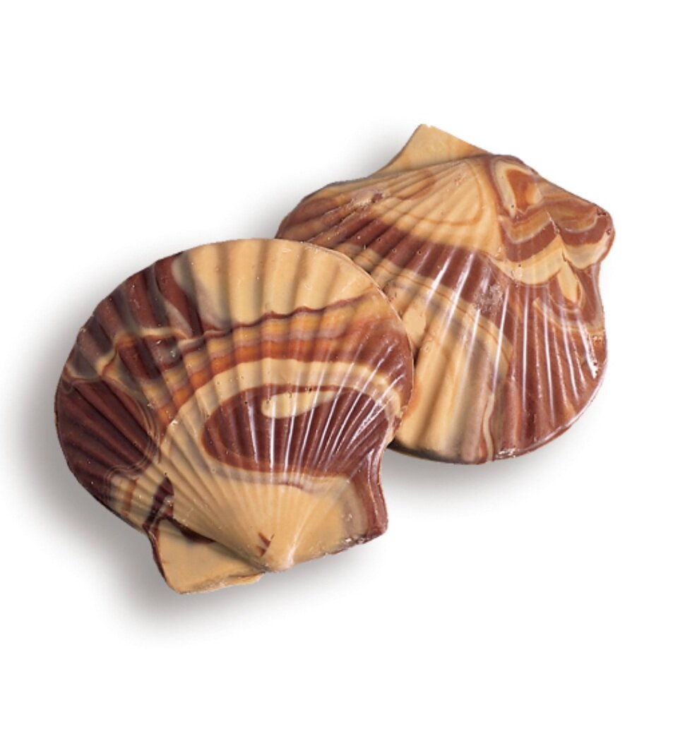 Large Peanut Butter Sea Shell Chocolate