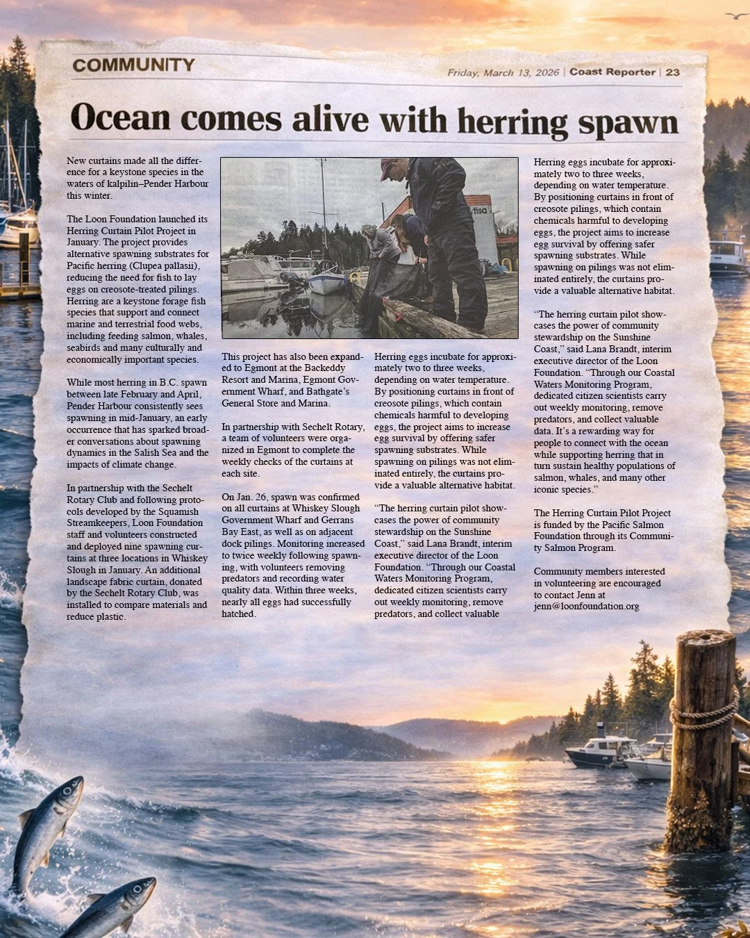Ocean Comes Alive with Herring Spawn