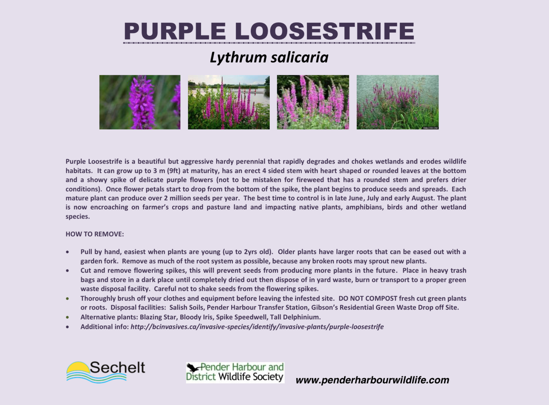 Invasive Species (Purple Loosestrife and Yellow Flag Iris) Removal