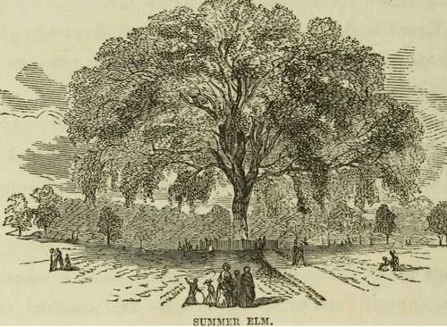 great-elm.jpg