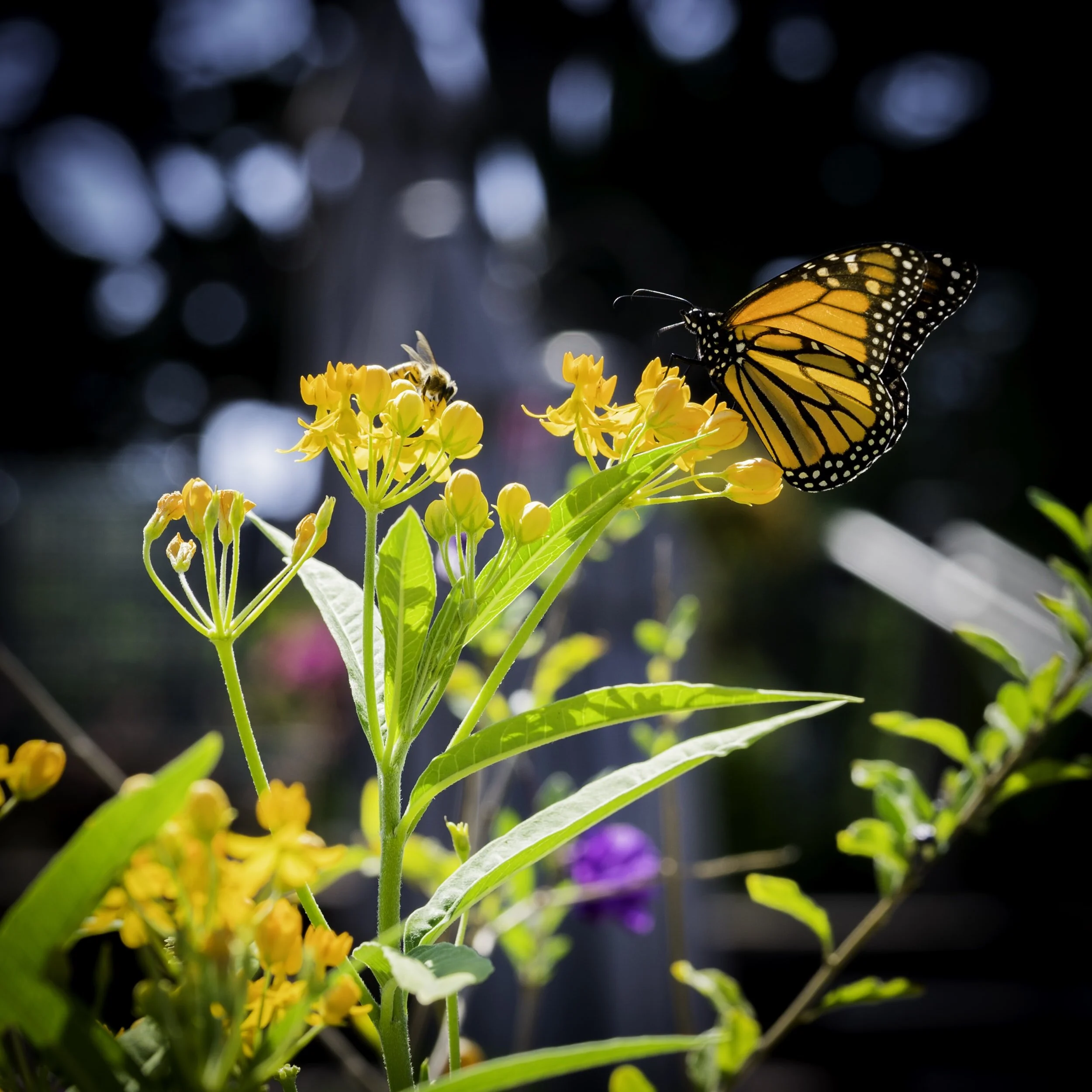 Plant Kindness and Watch it Grow!