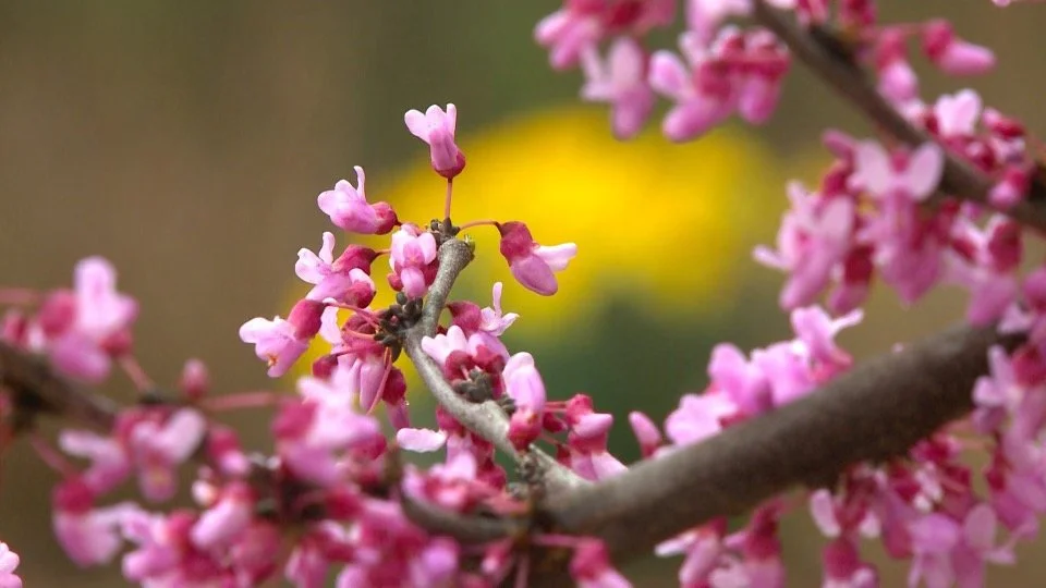 Spring Renewal