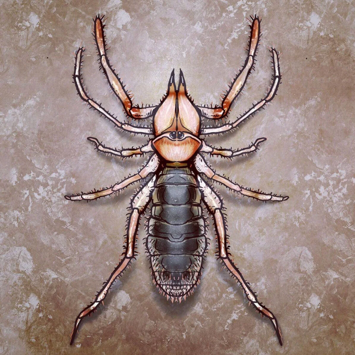 Camel Spider I found under my pillow