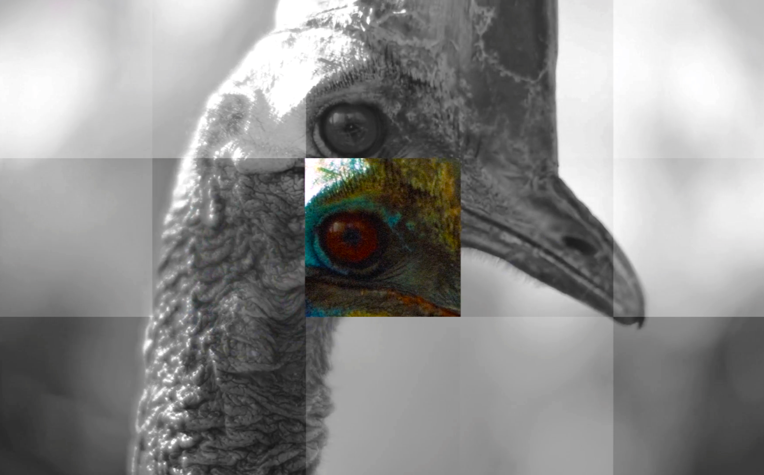 bigbird.png