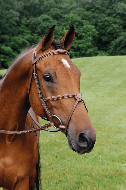 Imperial-Figure-8-Bridle-w-Raised-Fancy-Rubber-Reins.png