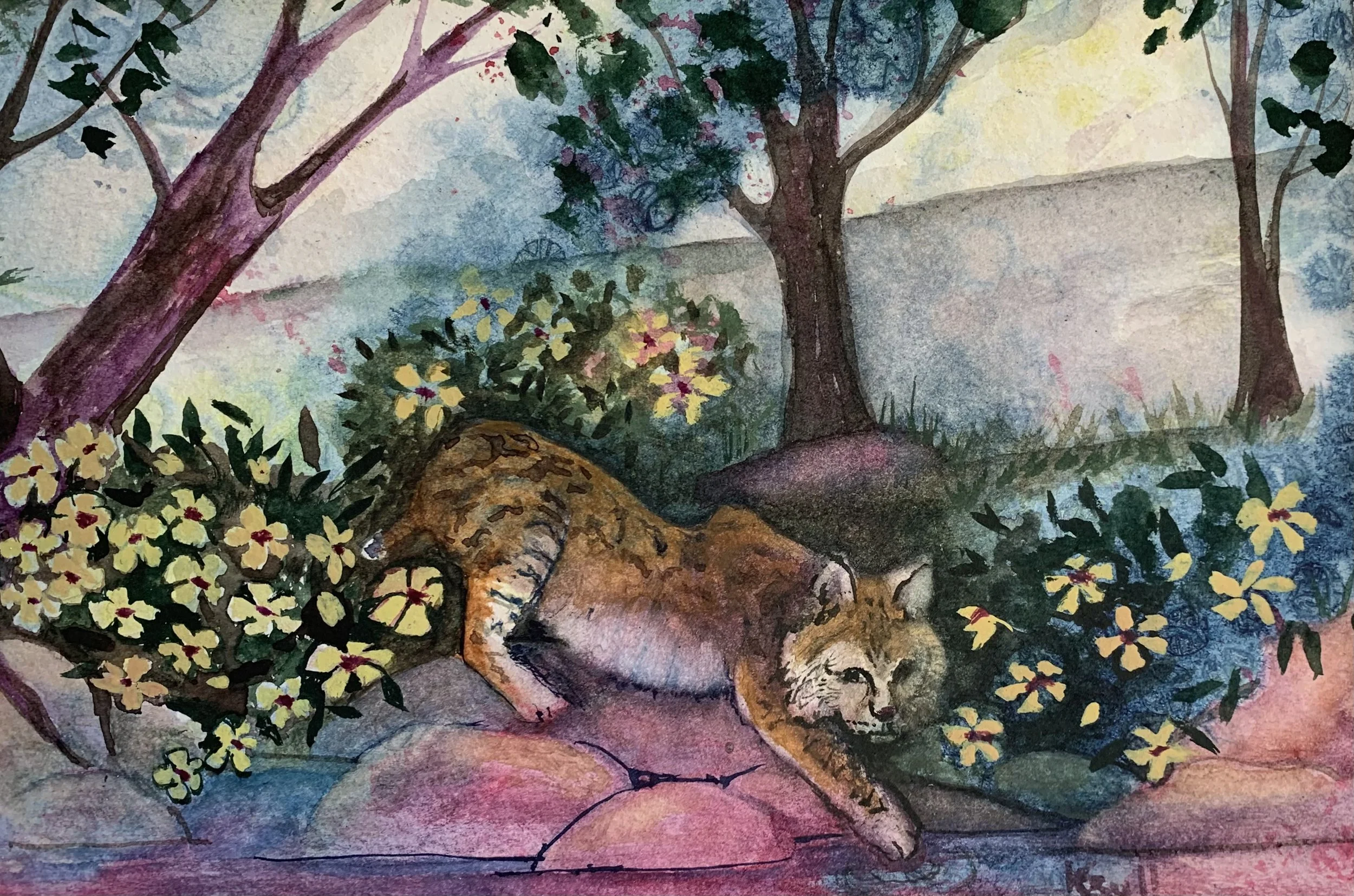 Bobcat, Watercolor, 11x14"