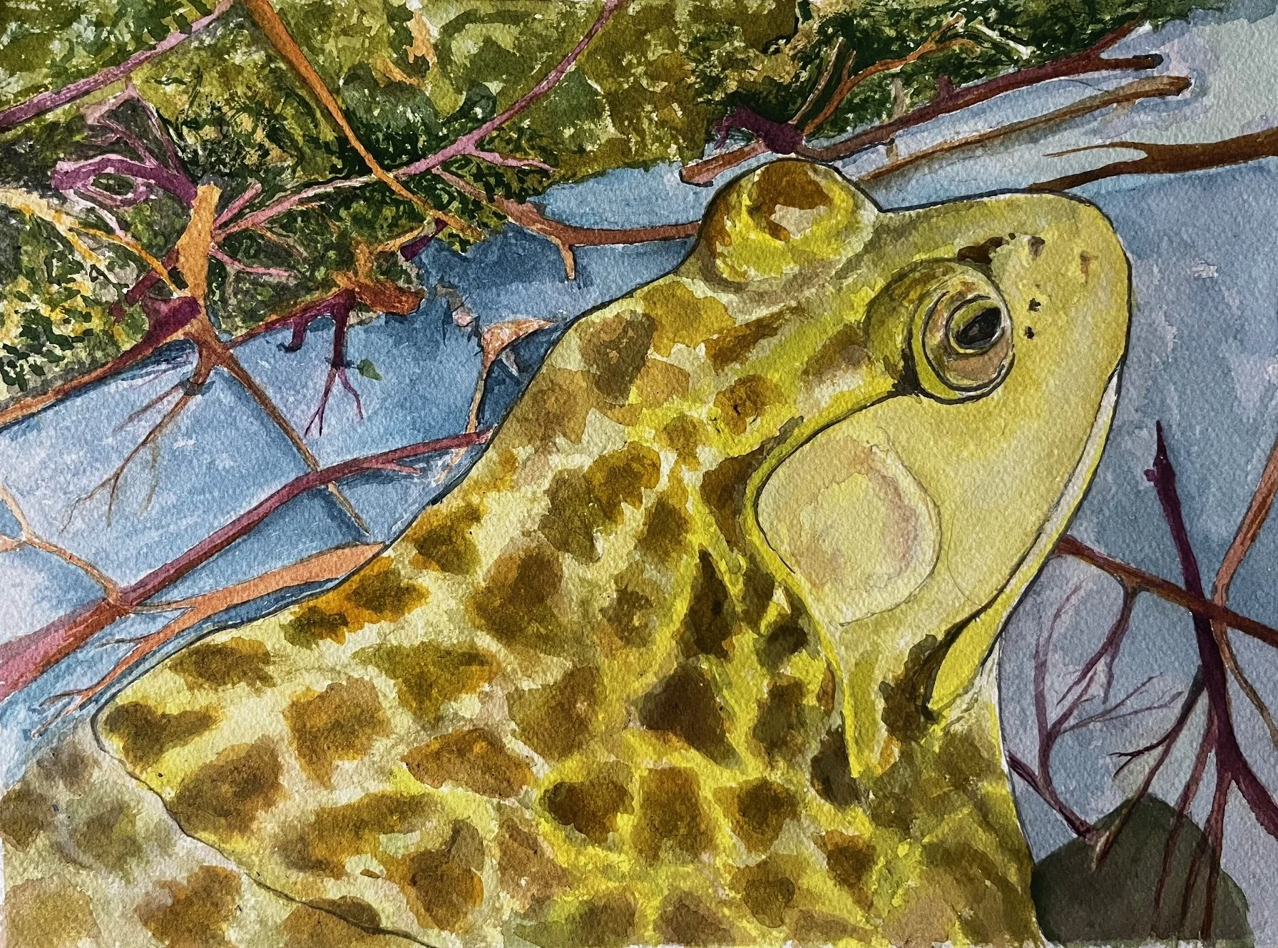 Ribbit, Watercolor, 16x20"