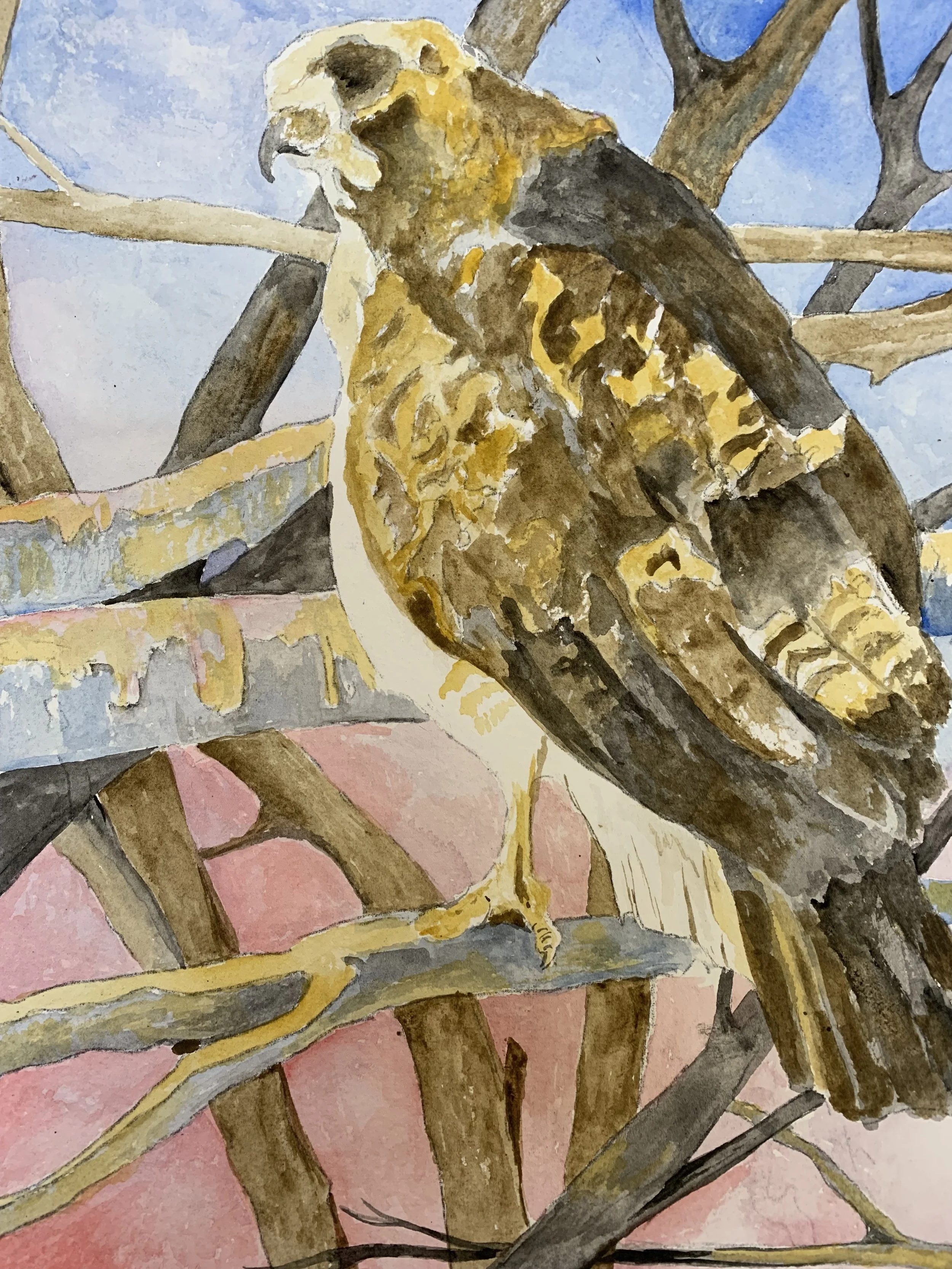 Hawk, Watercolor, 20x16"