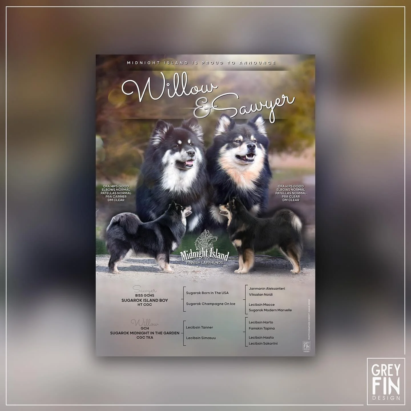 I did soooo many announcements this year! I&rsquo;m so proud of all of them and this is no exception 🦈