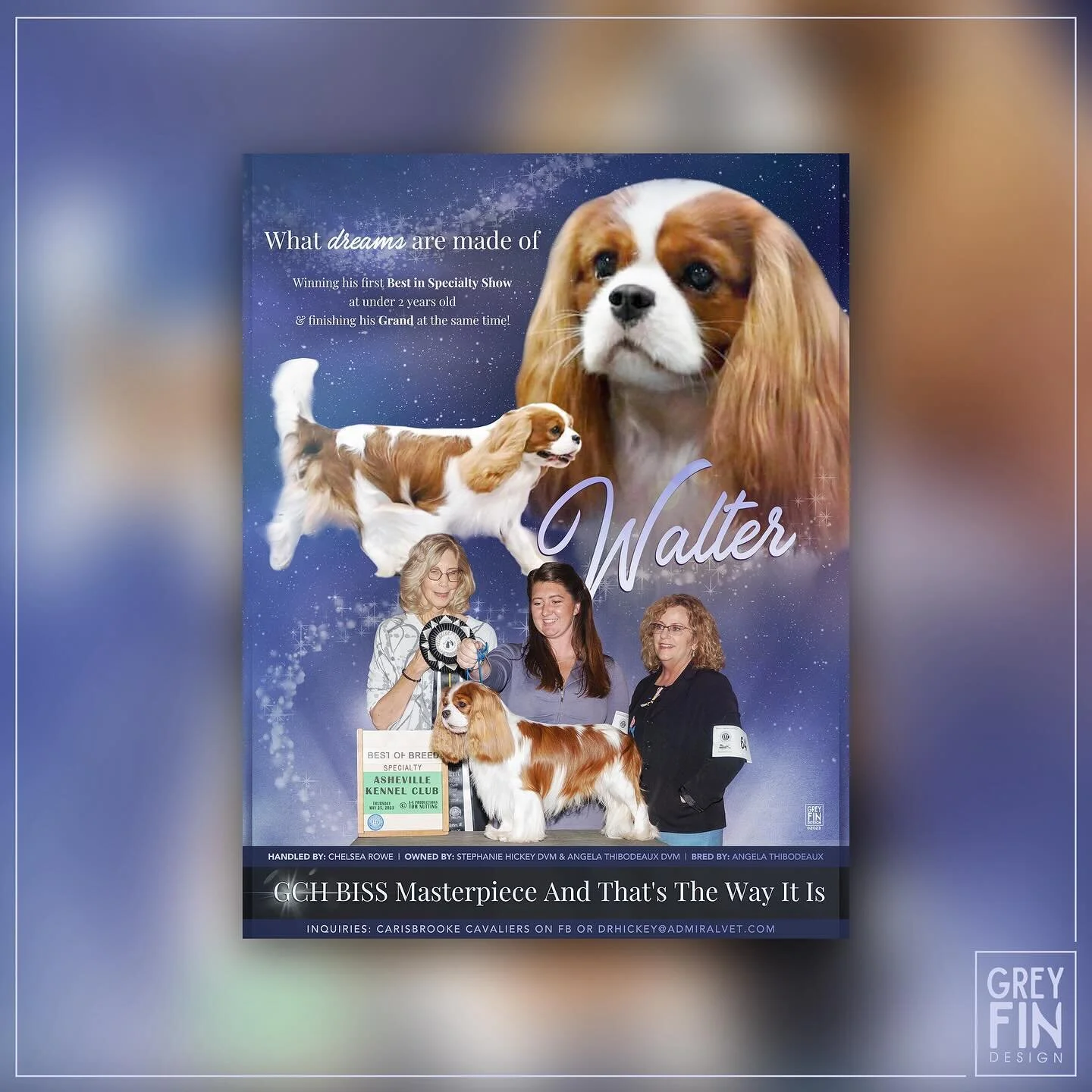 This ad features a gorgeous Cavalier named Walter! 🦈
