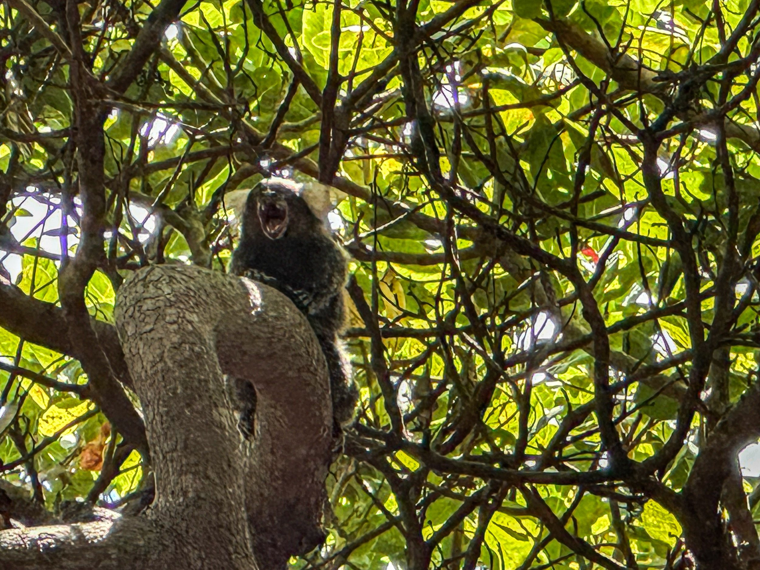 IMG_0150.jpeg