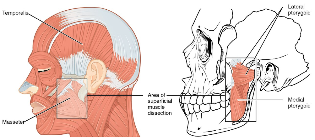 Superficial and Deep Jaw Muscles