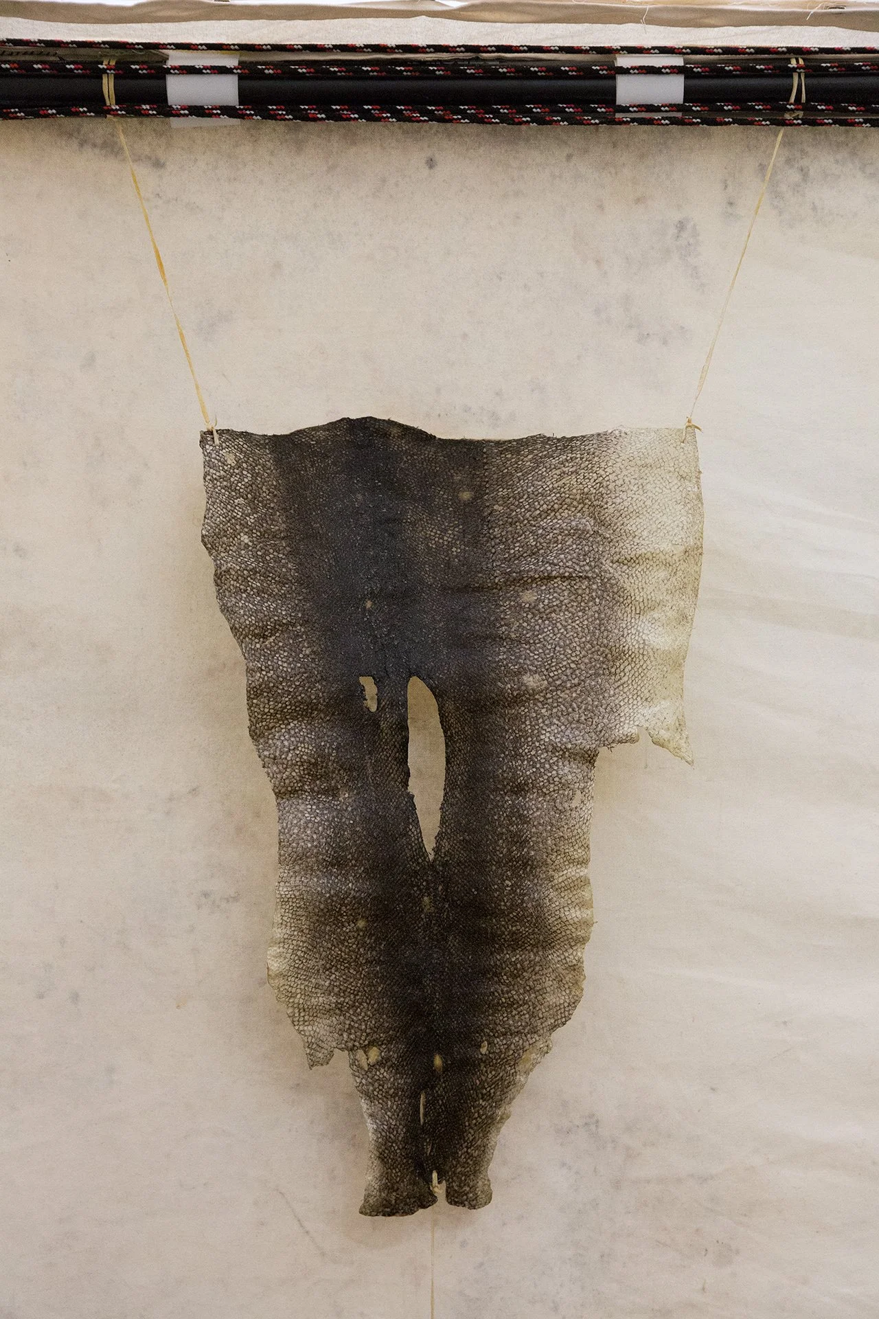Oil-tanned lake trout attached to tent with raw moose hide
