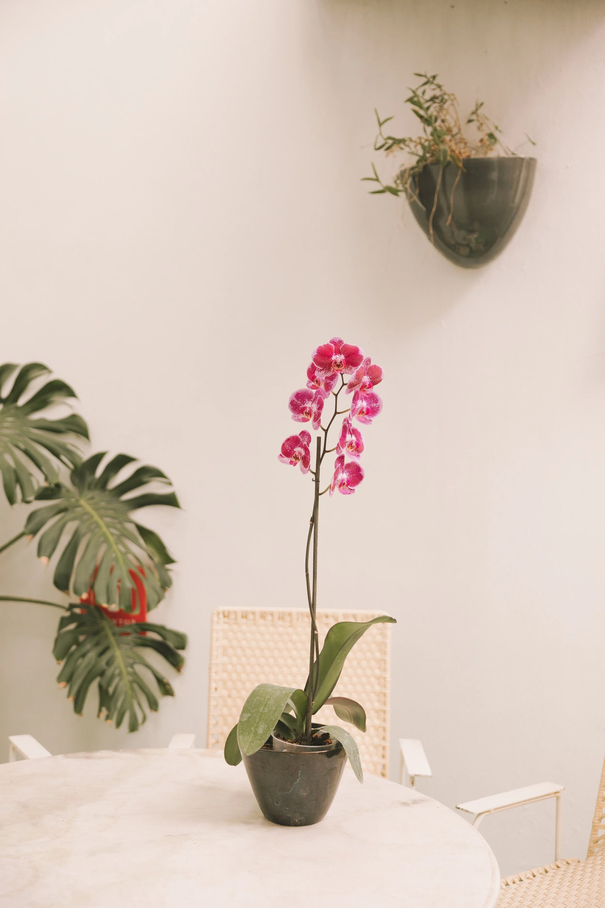 Edicionorchidhouseenero24-172.jpg