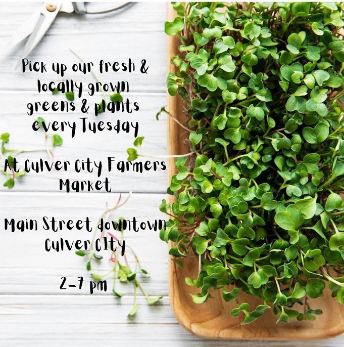 Just a friendly reminder of where you can purchase our greens &amp; plants on Tuesday afternoons🌱☺️hope to see you soon! 
@culvercityfarmersmarket 
@dtculvercity 
.
.
.
.
.
.
.
.
.
.
.

#microgreens #microgreen #microgreensfarm #summer #summertime #