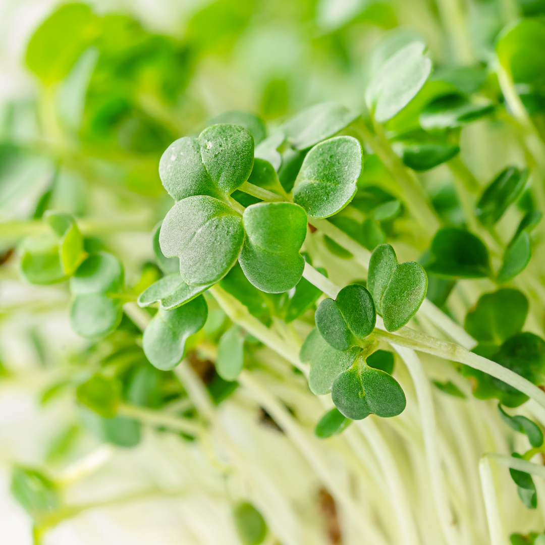 Broccoli Microgreens — Sarah's SoCal Garden