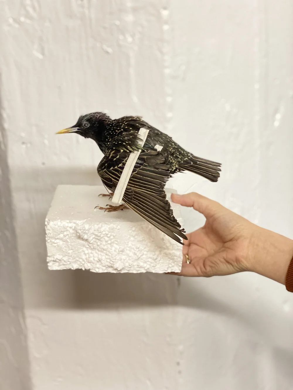 How to Taxidermy a Bird 