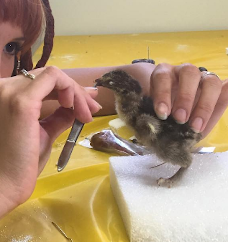 Chick class.png