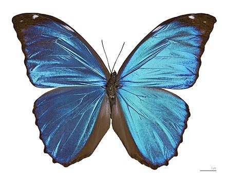 Morpho_menelaus_huebneri_MHNT_Male_Dos.jpg