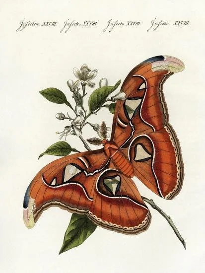 atlas-moth-attacus-atlas-chinese-silk-moth-on-orange-blossom-weimar-1802_u-l-q1jdr2z0.jpg