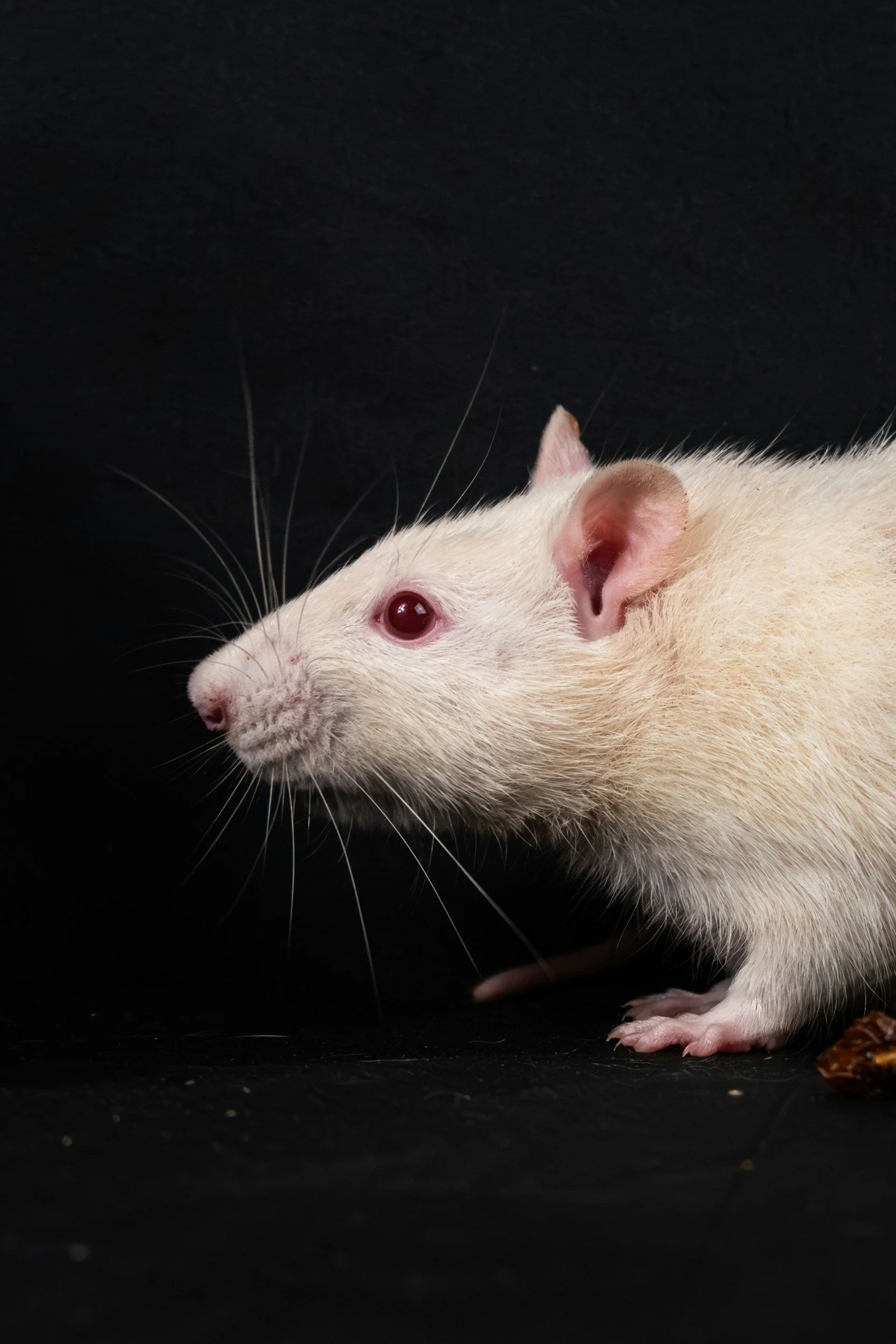 Rat Taxidermy at Bazaar Baltimore 