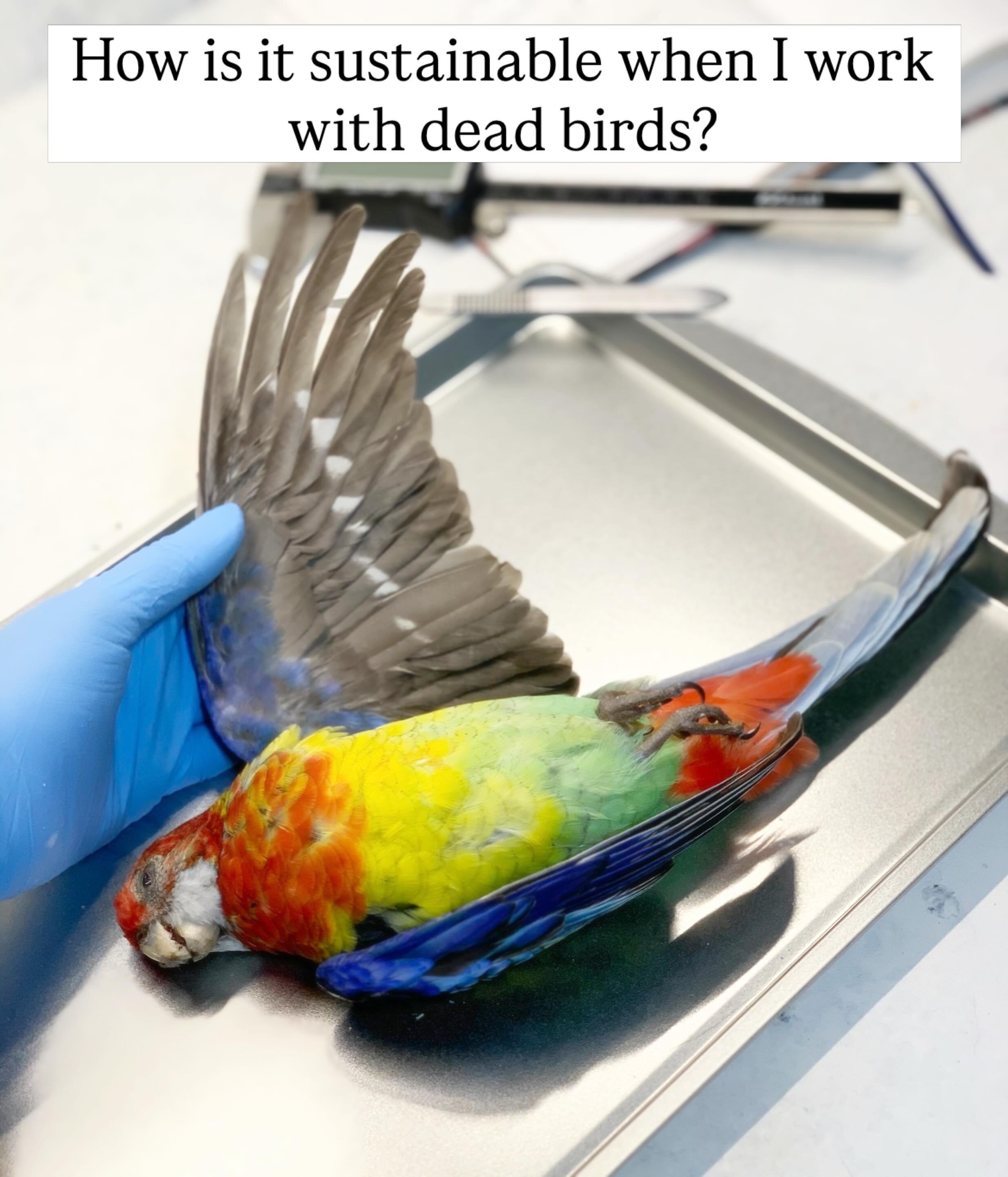 How can I call my work sustainable when I work with dead birds? 

It&rsquo;s easy to assume I source in unsavory ways. It saddens me, but I understand why. The nature of internet consumption makes it seem everything is an endless supply. Taxidermy al