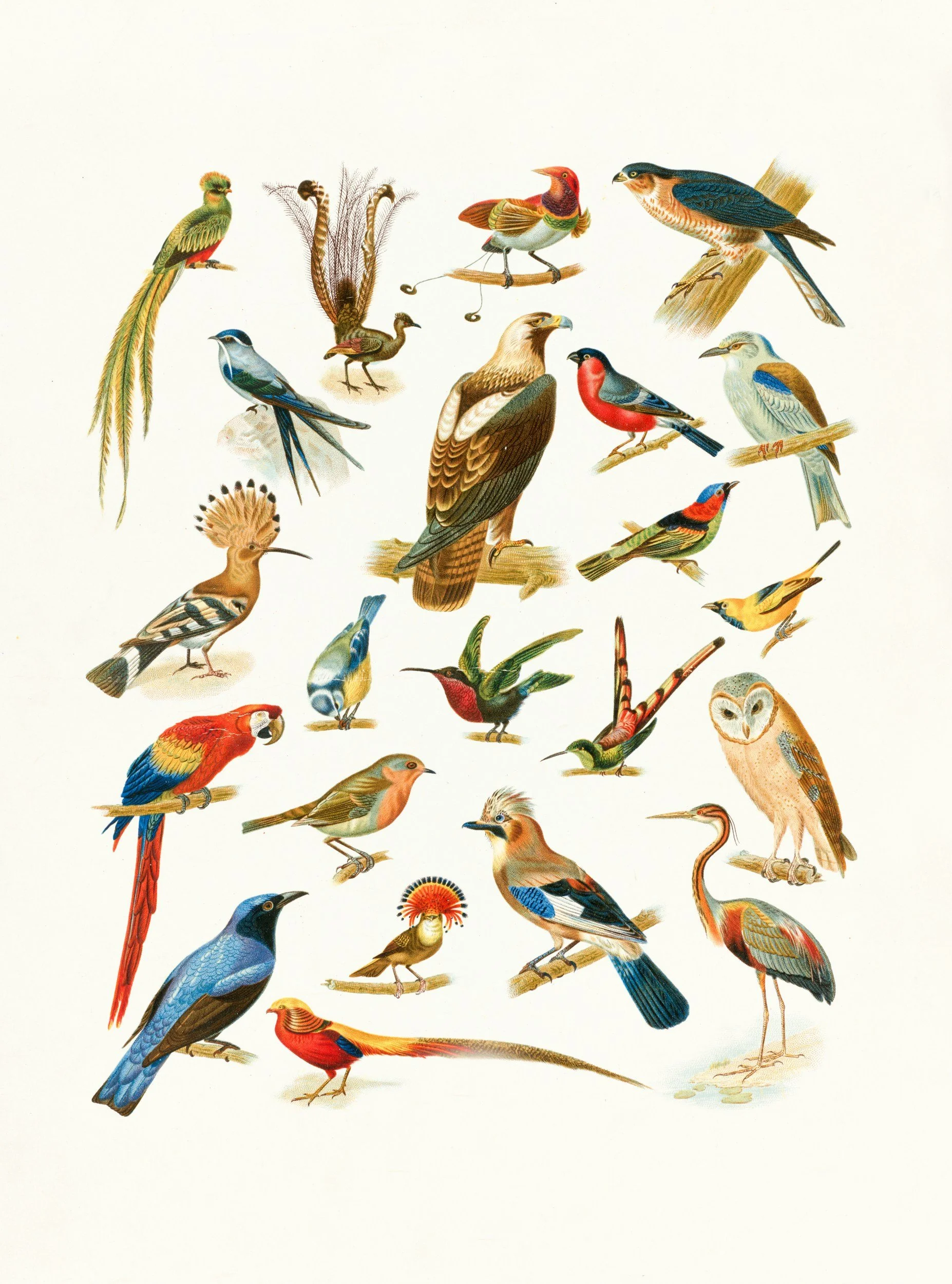 Taxidermy and Drawing with NYC Plover Project 
