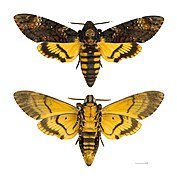 Acherontia_atropos_MHNT.jpg